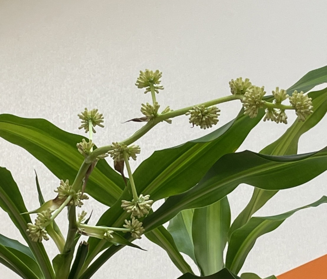 十数年に一度の奇跡 幸福の木 ドラセナ に花が咲く 新着情報 株式会社ゲイン